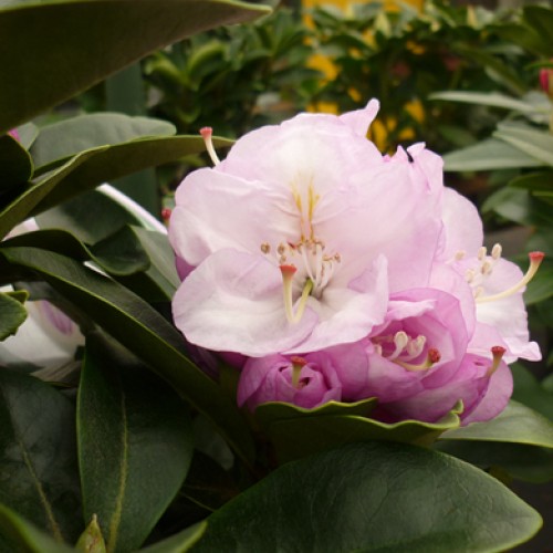 Rhododendron Dwarf Williamsianum Evergreen | ScotPlants Direct